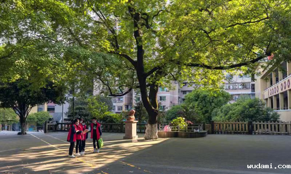 古树名木｜皂荚树守护下的百年书香